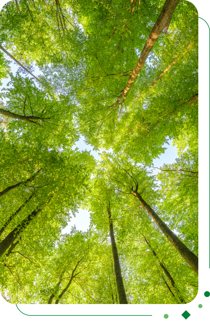 Ontdek onze Vision Green termijnrekening